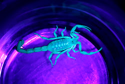A scorpion glowing bright blue under ultraviolet light, set against a purple and blue background that enhances its fluorescent appearance, captured by YardDoc in Austin, TX.